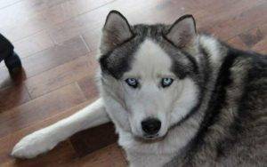 Hank siberian husky for adoption calgary alberta canada