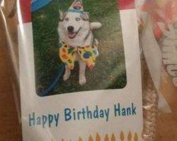 Hank siberian husky for adoption calgary alberta canada