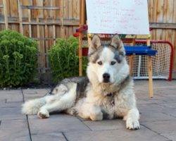 Hank siberian husky for adoption calgary alberta canada