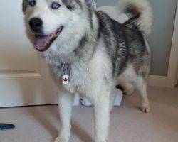 Hank siberian husky for adoption calgary alberta canada