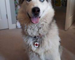 Hank siberian husky for adoption calgary alberta canada