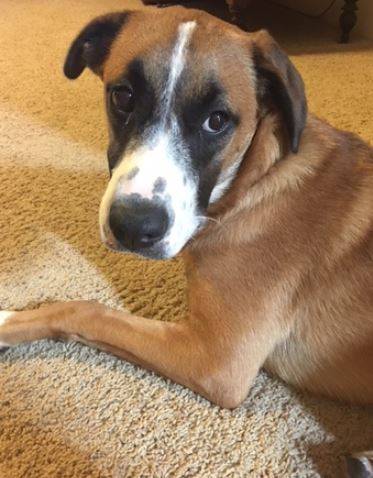 Harper - Male Boxer Mix Dog For Adoption Nashville TN