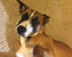 Harper - male boxer mix dog for adoption nashville tn