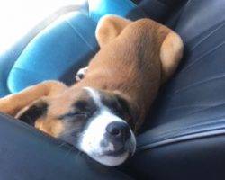 Harper - male boxer mix dog for adoption nashville tn