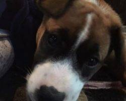 Harper - male boxer mix dog for adoption nashville tn
