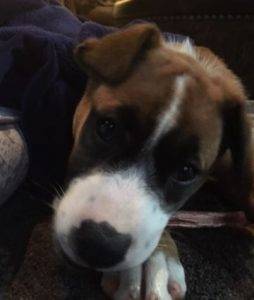 Harper - male boxer mix dog for adoption nashville tn