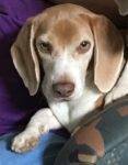 Harper - Purebred Beagle For Adoption In Tampa Florida