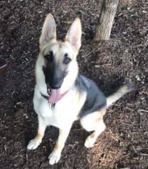 Harvey - 1 Year Old German Shepherd Female For Adoption Dallas TX 8