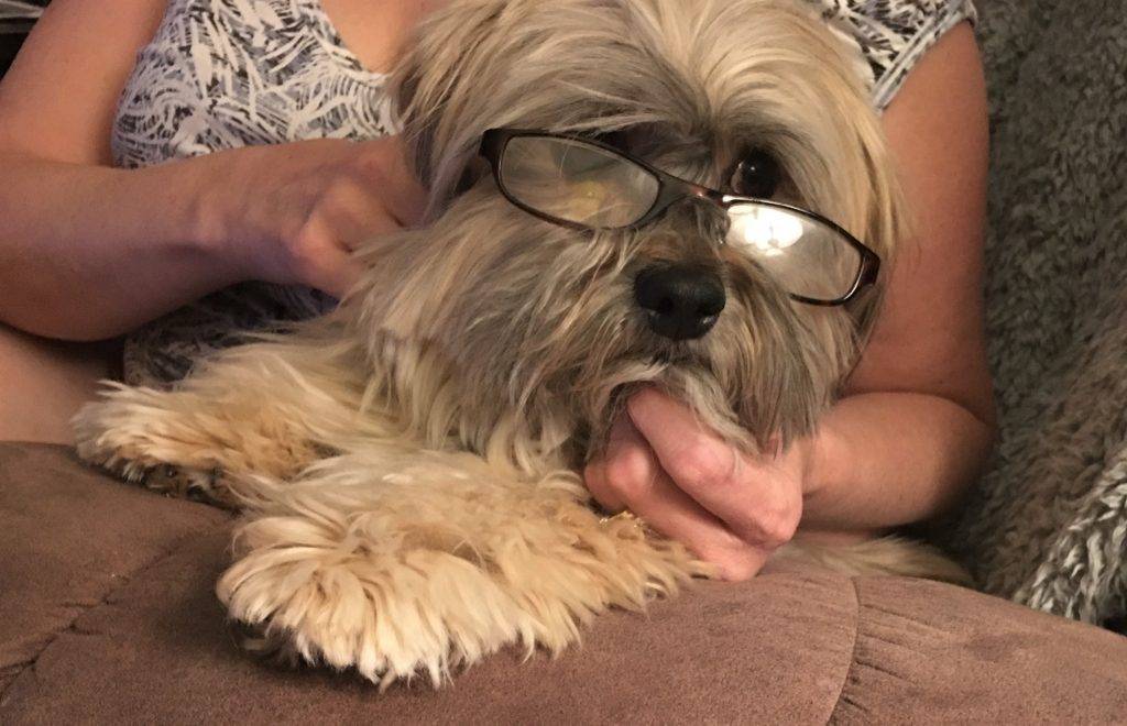 Photo Havanese dog adoption tucson az
