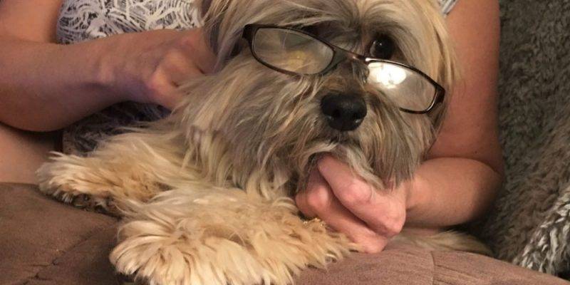 Havanese Dog Adoption Tucson AZ