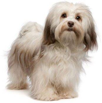 Havanese dog breed picture