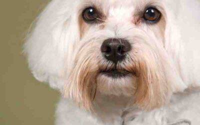 Havanese Dog For Adoption in Hilliard OH – Supplies Included – Adopt Daphne