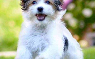 Adopt a havanese in spring hill tn – supplies included – meet norman