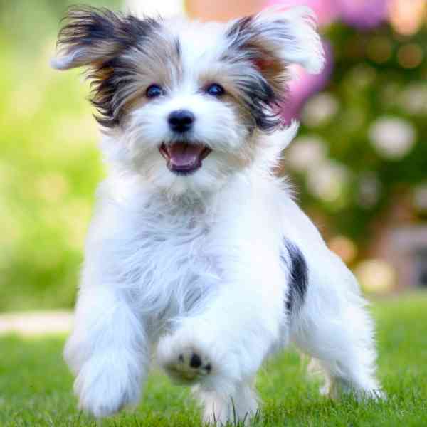 Havanese Dog Stock Photo