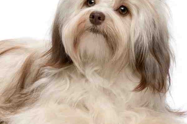 havanese dog picture
