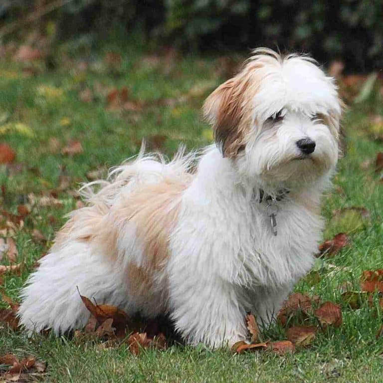 Havanese Puppy For Adoption in Callahan Florida - Supplies Included ...