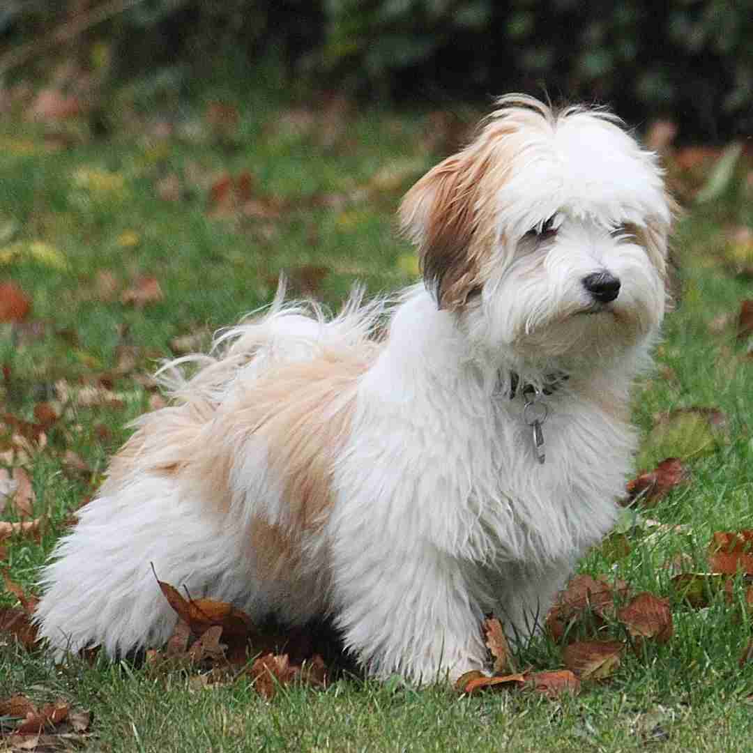 Havanese puppy for adoption in callahan florida – supplies included – adopt ace