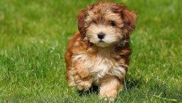 Havanese dog breed picture