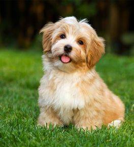 Havanese is a small non shedding dog