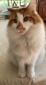 Longhair orange tabby cat for adoption in warwick md – meet hawke