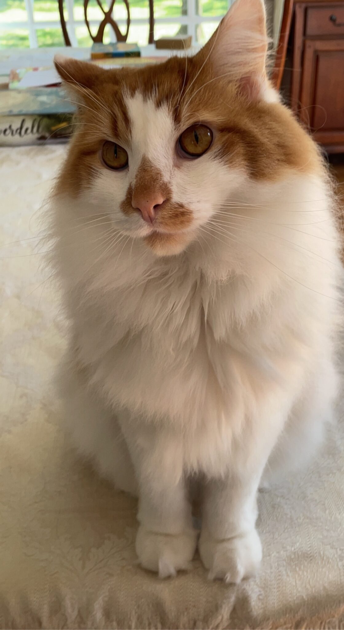 Longhair Orange Tabby Cat For Adoption in Warwick MD – Meet Hawke
