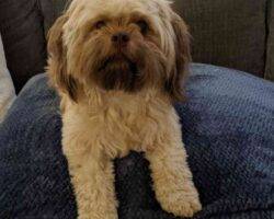 Hazel shih tzu cavalier mix dog adoption issaquah wa 1