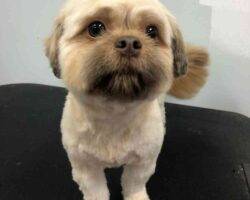 Hazel shih tzu cavalier mix dog adoption issaquah wa 1