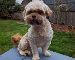 Hazel shih tzu cavalier mix dog adoption issaquah wa 1
