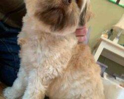 Hazel shih tzu cavalier mix dog adoption issaquah wa 1