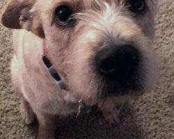 Heidi - labrador retriever terrier mix dog adoption seattle wa