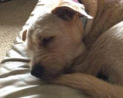 Heidi - labrador retriever terrier mix dog adoption seattle wa