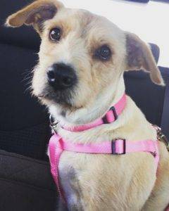 Adopted – seattle wa – airedale terrier yellow lab mix heidi – 4 yo female