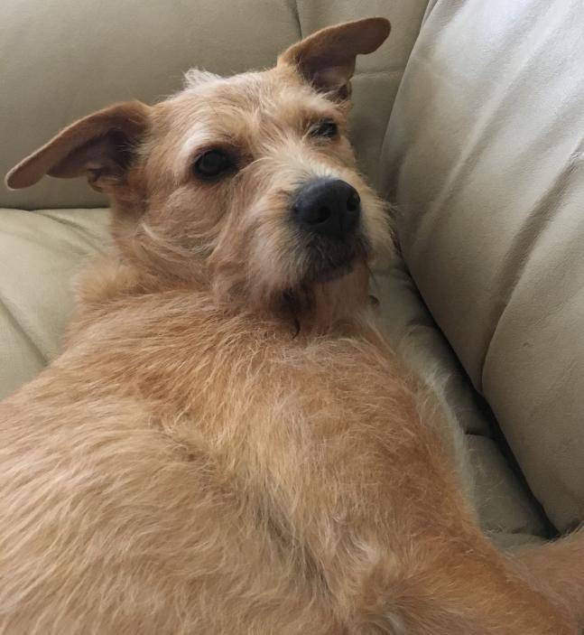 ADOPTED Seattle WA Airedale Terrier Yellow Lab Mix Heidi 4 YO