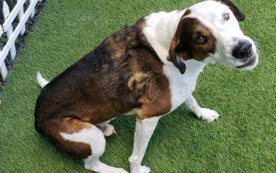 Honolulu hi – beagle lab mix dog for private adoption – meet henry