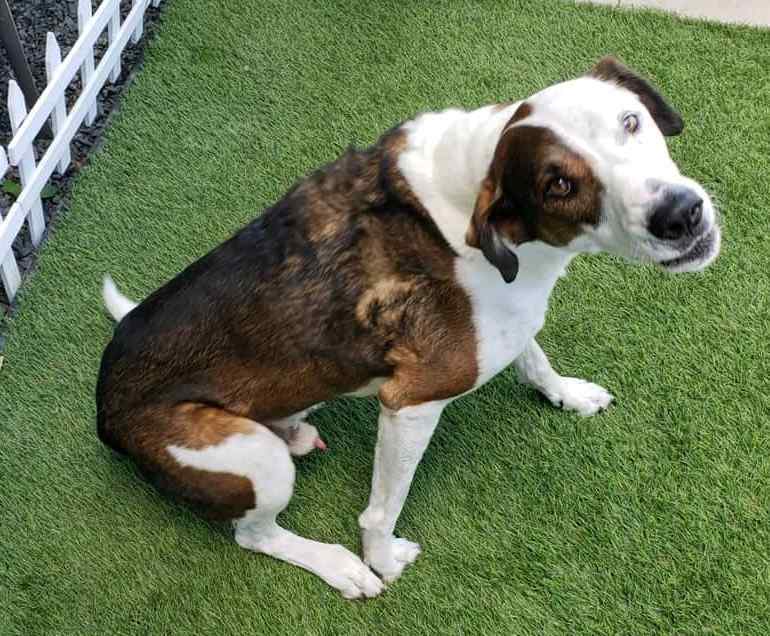Honolulu Hi Beagle Lab Mix Dog For Private Adoption Meet Henry