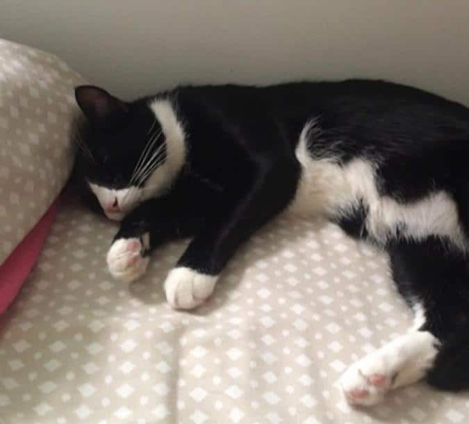 Henry black and white tuxedo cat for adoption new york city 2