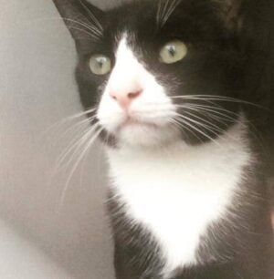 Henry Black And White Tuxedo Cat For Adoption New York City 2