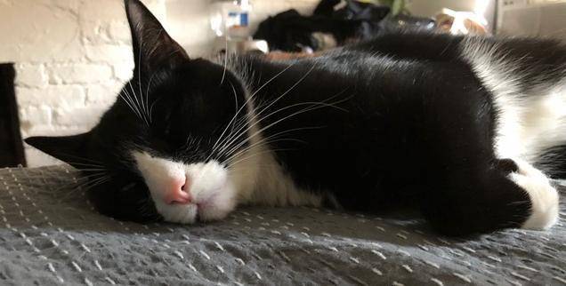 Henry black and white tuxedo cat for adoption new york city 2