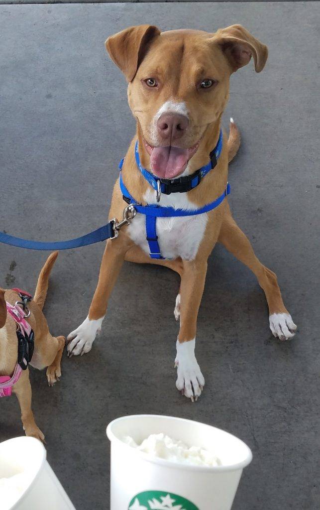 Henry - boxer pitbull mix dog for adoption chandler az 2