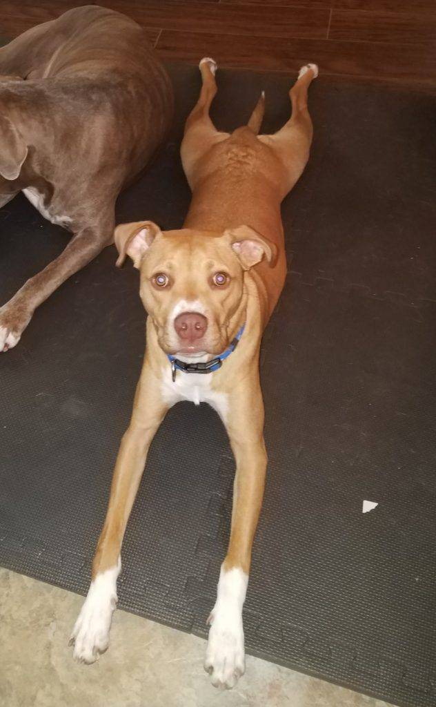 Henry - boxer pitbull mix dog for adoption chandler az 4