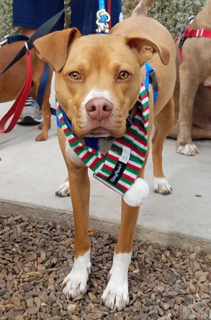 Henry - boxer pitbull mix dog for adoption chandler az 5