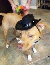 Henry - Boxer Pitbull Mix Dog For Adoption Chandler AZ 6