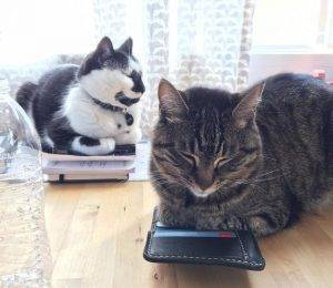 Henry rollins - black and white tuxedo cat for adoption in los angeles 2