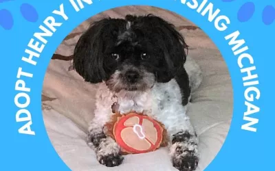 Hypoallergenic zuchon shichon (shih-tzu bichon frise) dog for adoption in east lansing michigan – meet handsome henry