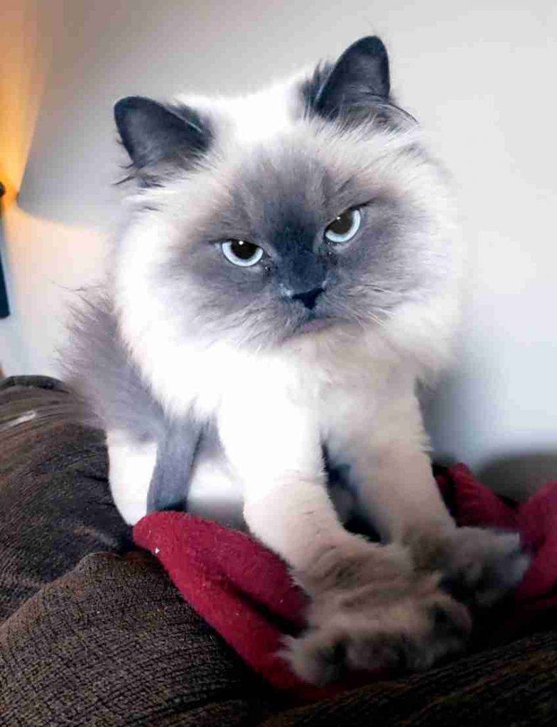 Hermione the Hymalayan Cat to adopt in Southern Texas near Galveston Houston TX