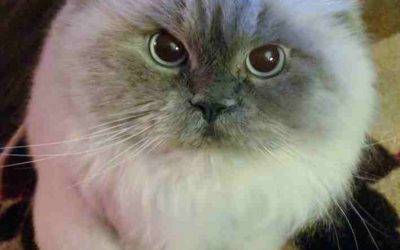ADOPTED – Purebred Himalayan Cat in Houston (Bacliff)  Texas – Hermione