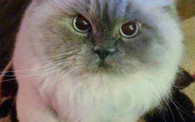 Adopted – purebred himalayan cat in houston (bacliff)  texas – hermione