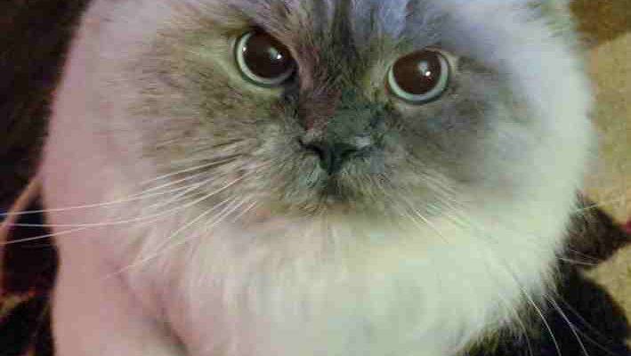 Stunning Purebred Himalayan Cat For Adoption Houston TX – Adopt Hermione