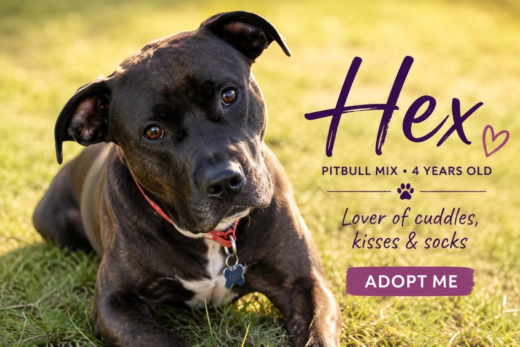 Pitbull mix dog for adoption Photo Pitbull mix dog for adoption