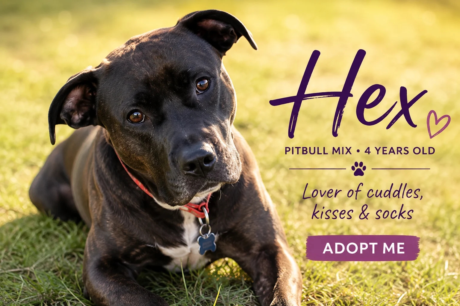 Pitbull mix dog for adoption Photo Hex Pitbull Mix Dog for Adoption in Botwood, Newfoundland